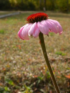 Echinacea