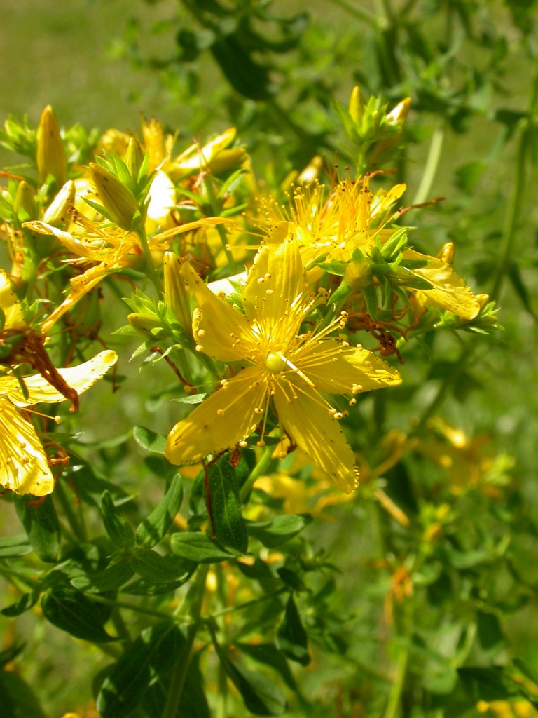 St John's Wort (Hypericum perforatum)