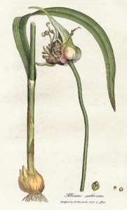 Allium sativum