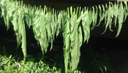 How to Dry Comfrey Leaves 