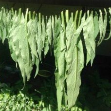 Comfrey for small photo slide