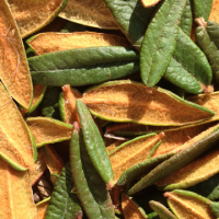 Picture of Labrador Tea leaves