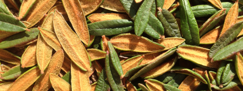 Picture of Labrador Tea leaves