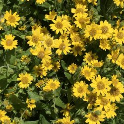 Arnica montana Arnica montana
